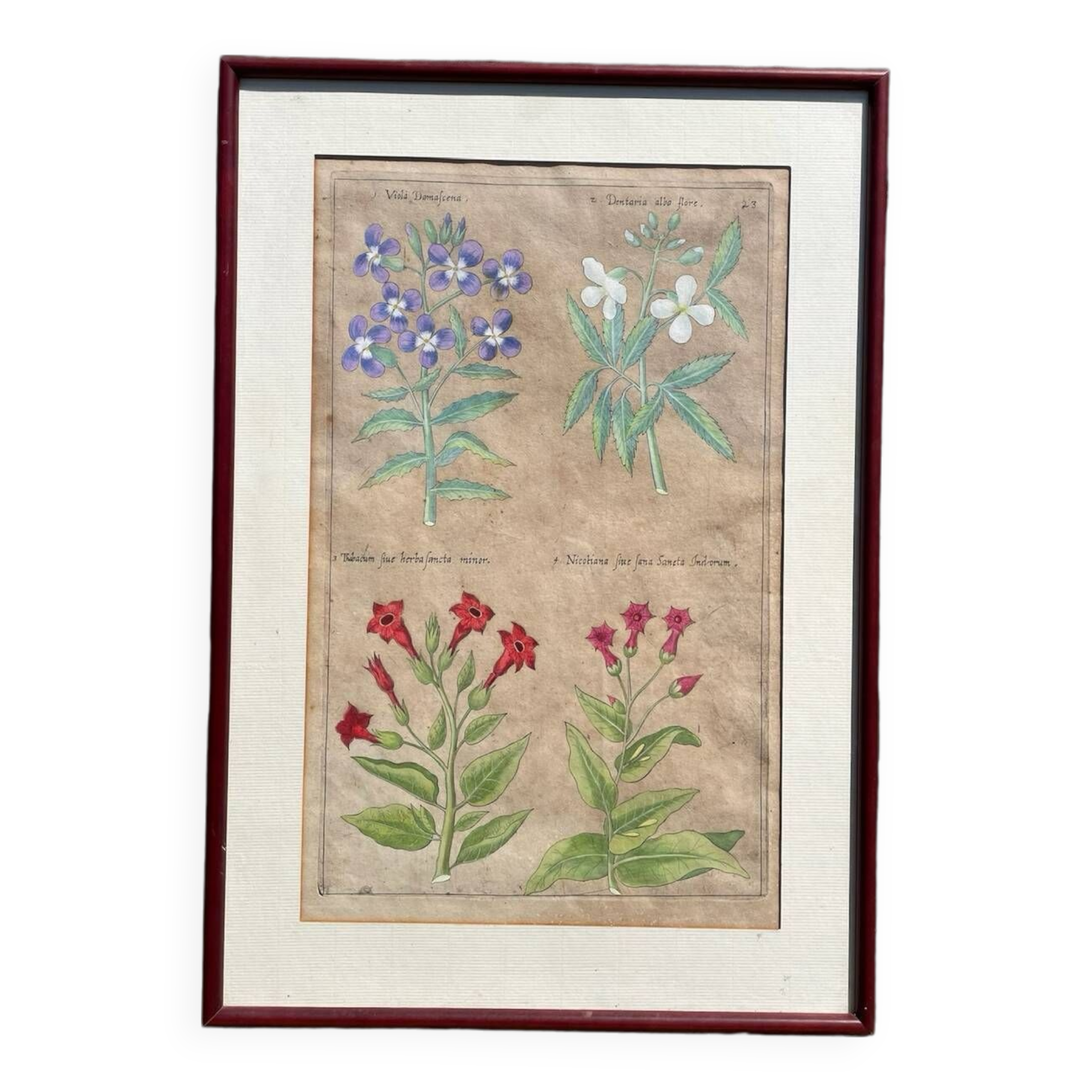 Gravure XVIIème originale sur cuivre, dessinée et gravée par Sweert