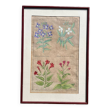 Gravure XVIIème originale sur cuivre, dessinée et gravée par Sweert