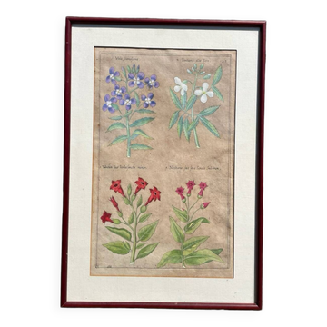 Gravure XVIIème originale sur cuivre, dessinée et gravée par Sweert
