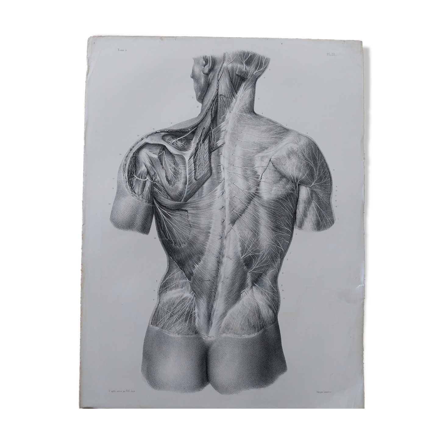 Anatomical chart XIXth