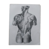 Anatomical chart XIXth