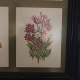 Frame botanical prints nineteenth century