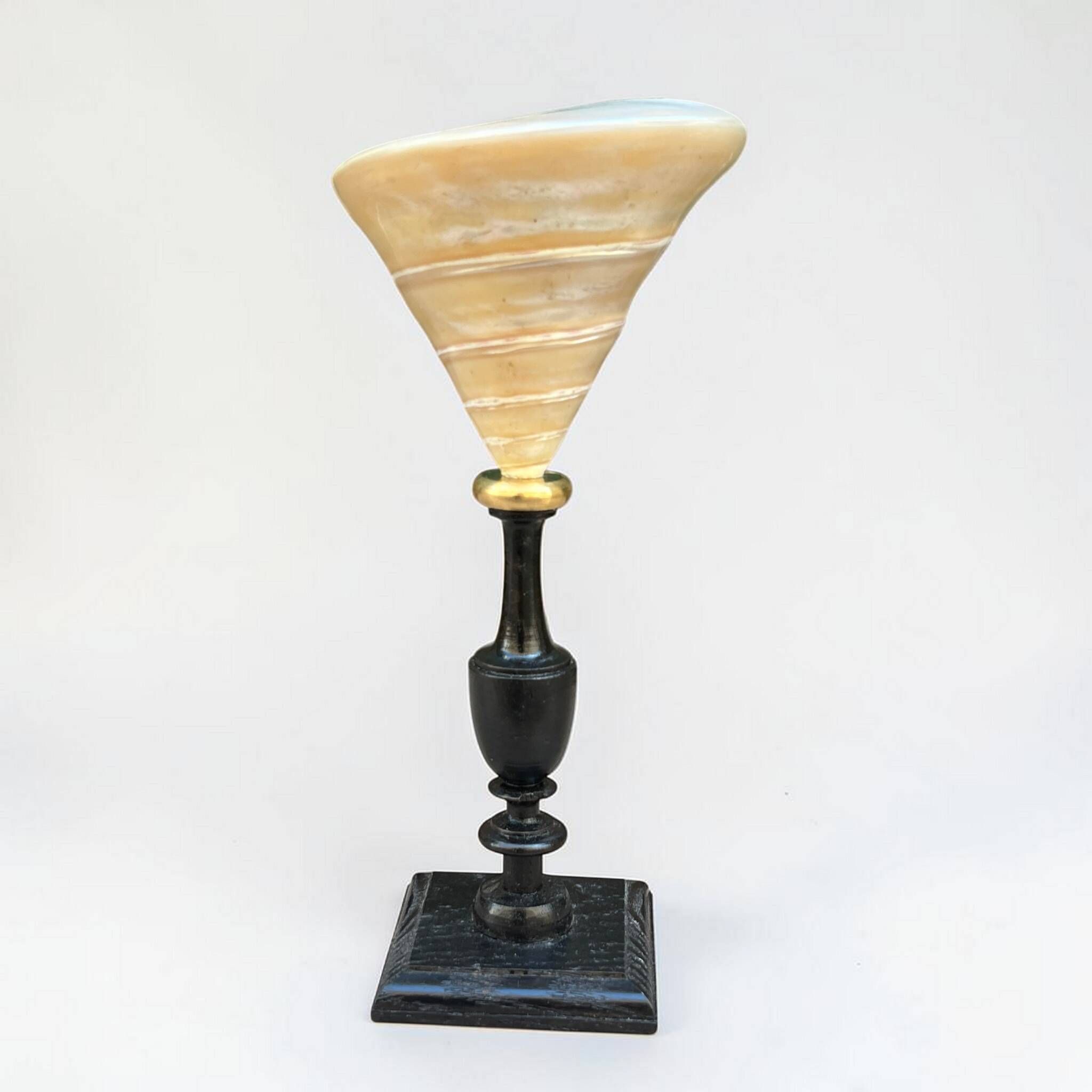 Ancient Troca Trochus shell in mother-of-pearl on a wooden base curiosities