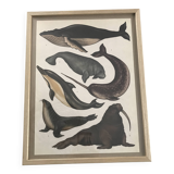Framed illustration of marine animals