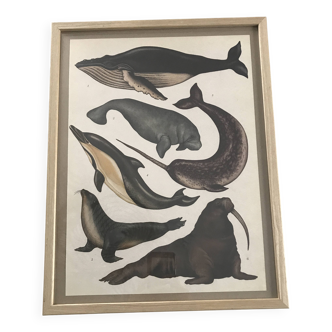 Framed illustration of marine animals