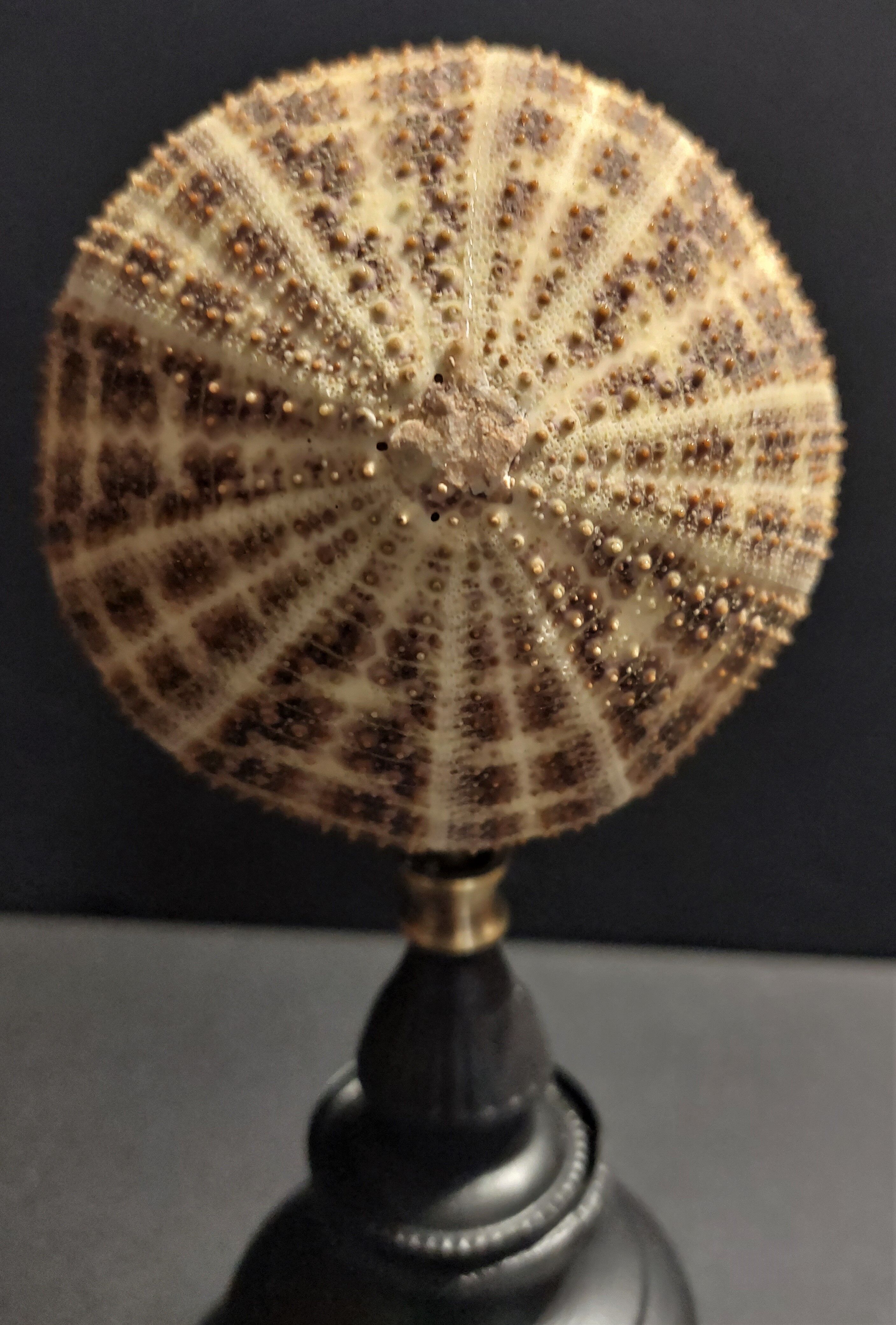 Cabinet of Curiosities sea urchin toxopneustes pileolus on base