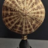 Cabinet of Curiosities sea urchin toxopneustes pileolus on base
