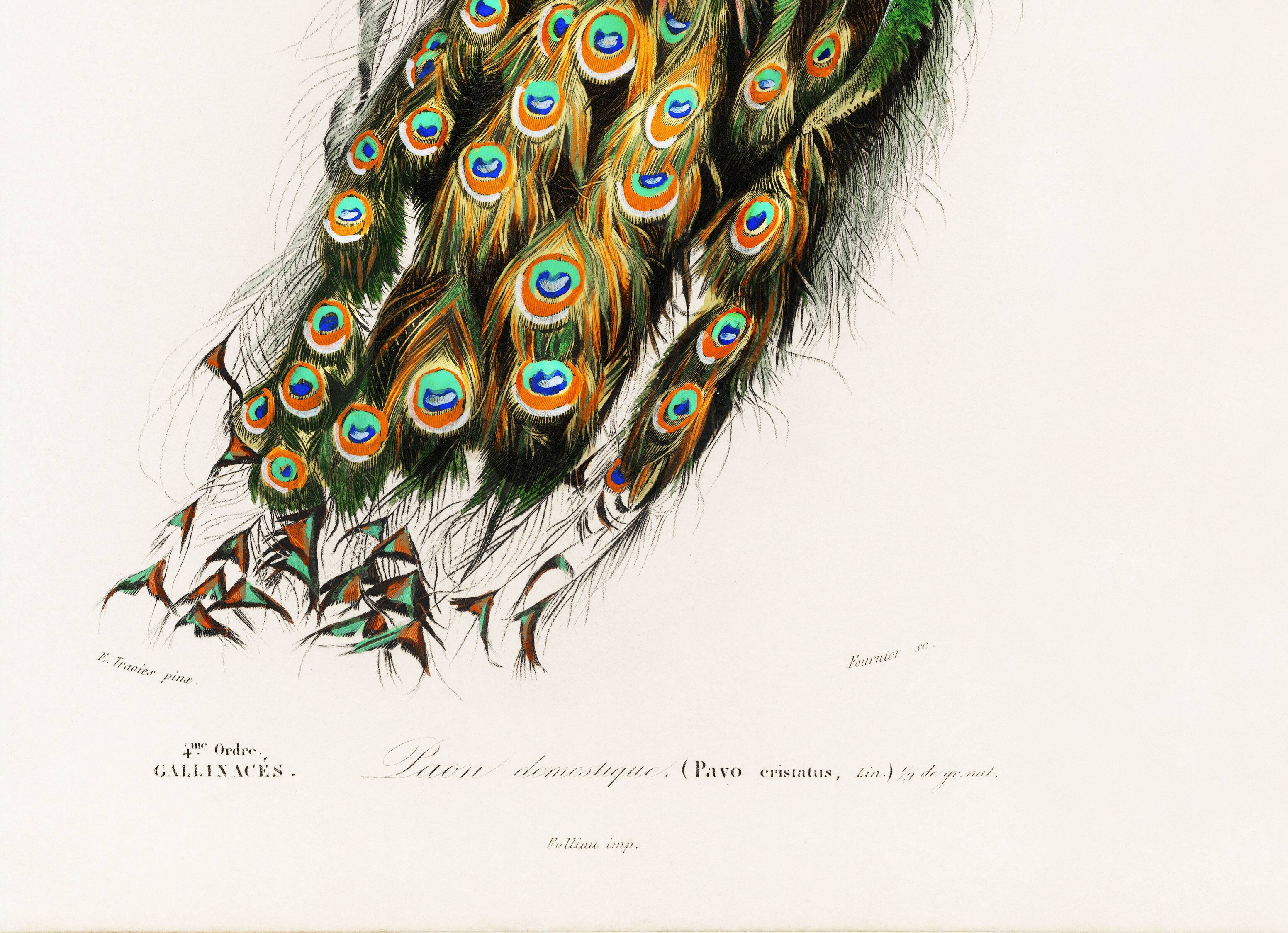 Poster about a peacock, based on an old engraving from 1849.