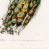 Poster about a peacock, based on an old engraving from 1849.