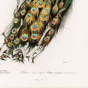 Affiche sur le paon, d’après une gravure ancienne de 1849.