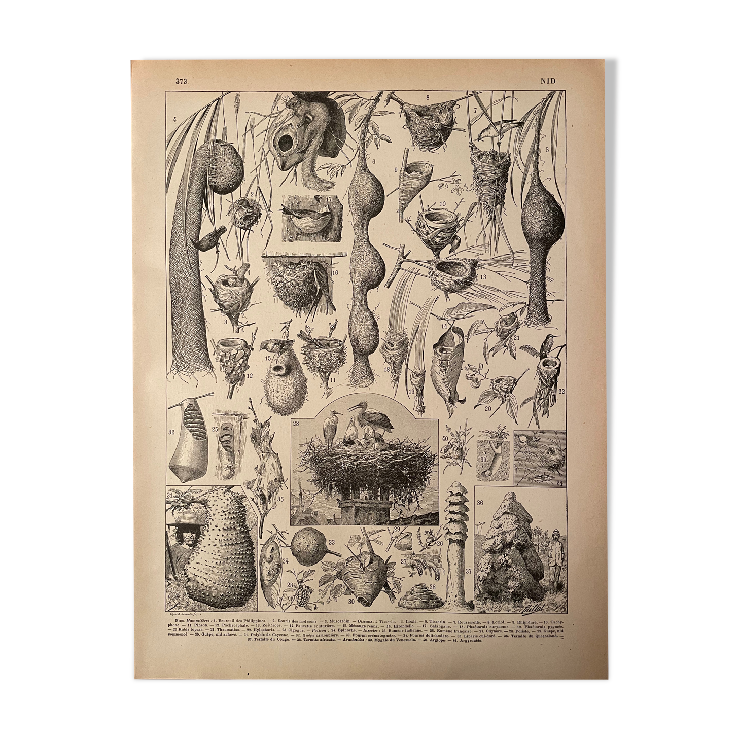 Lithograph engraving on the nests of 1897