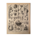 Lithographie gravure sur les nids de 1897