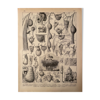 Lithographie gravure sur les nids de 1897
