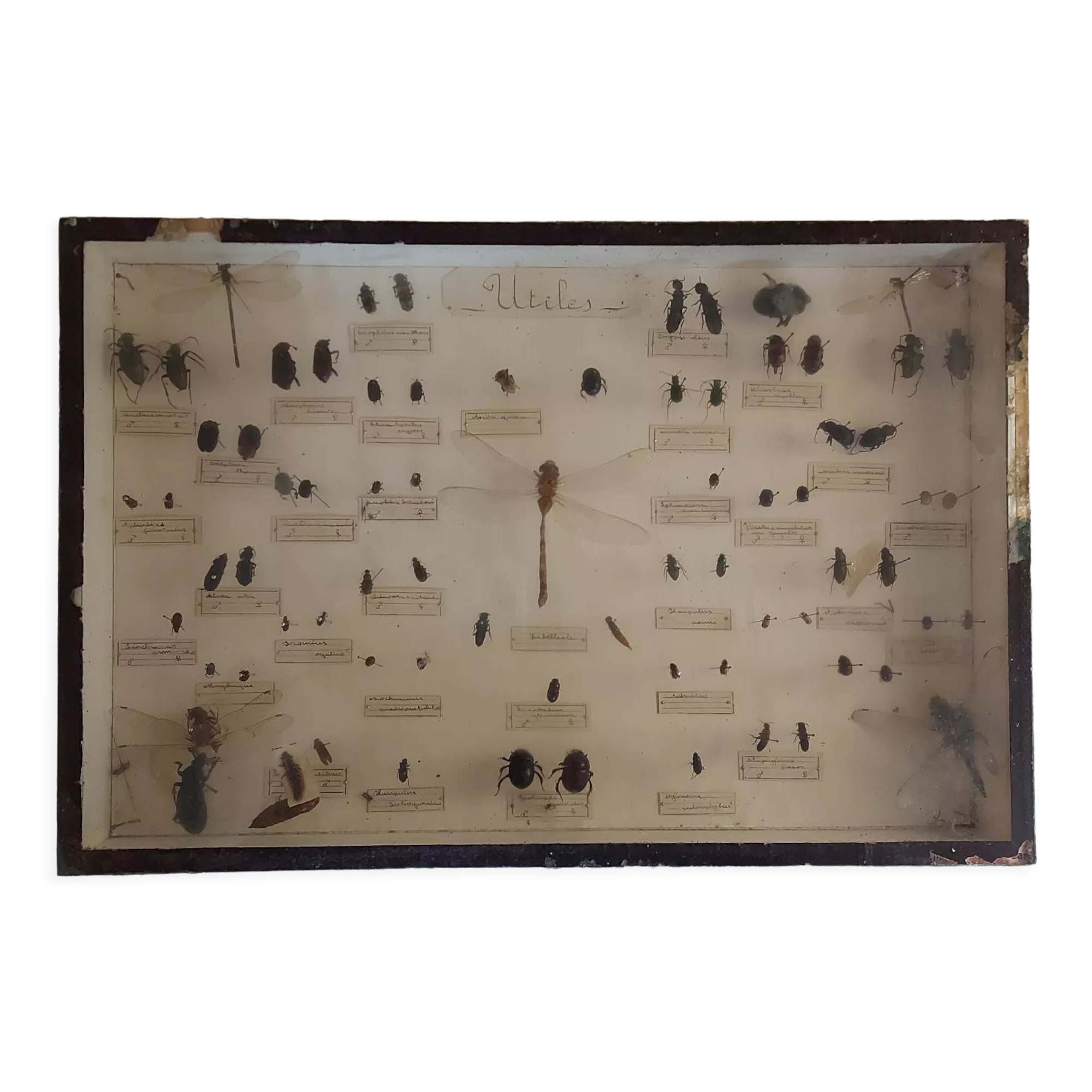 Insect entomology framework "Useful"