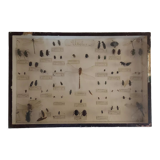 Insect entomology framework "Useful"