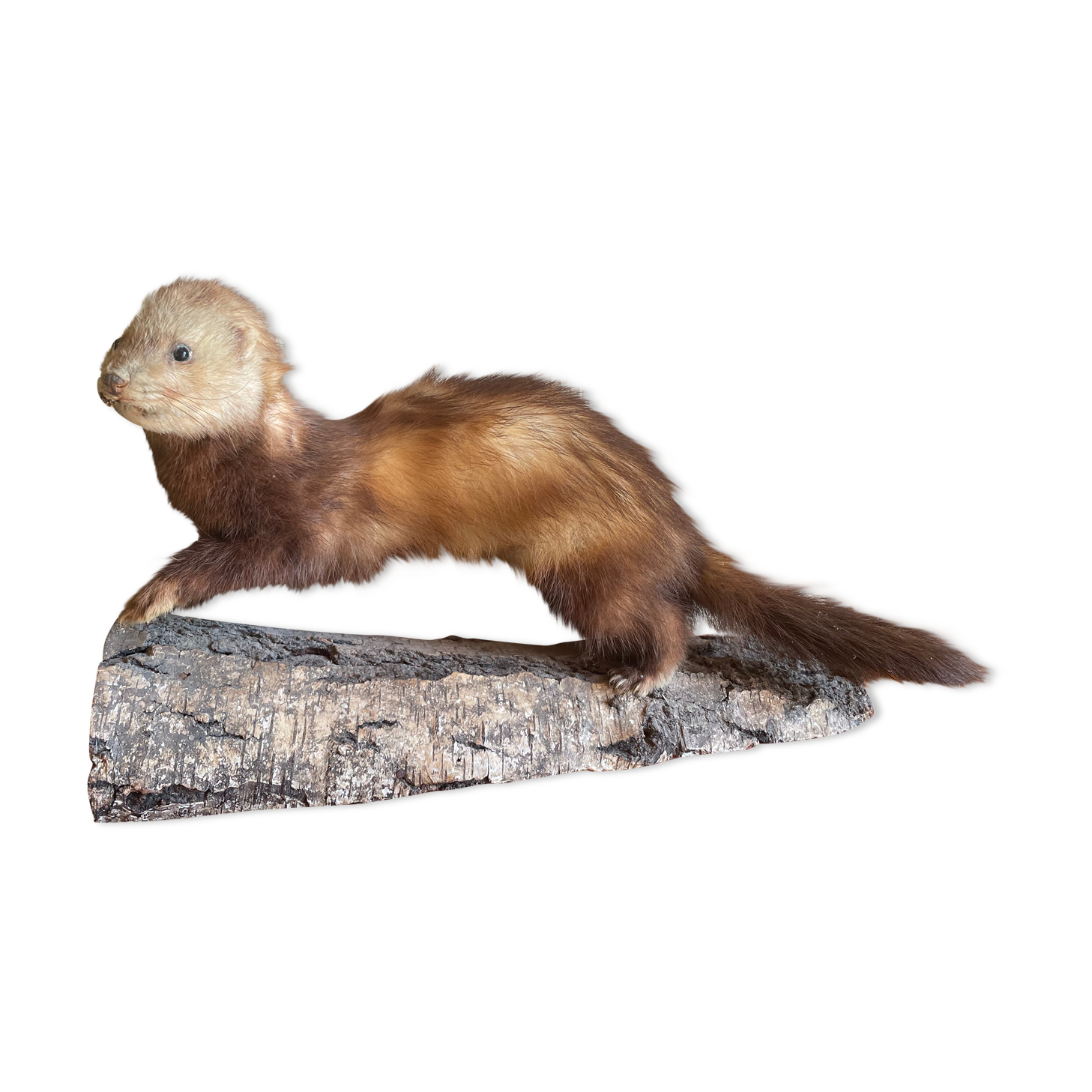 Taxidermy ferret curiosity cabinet