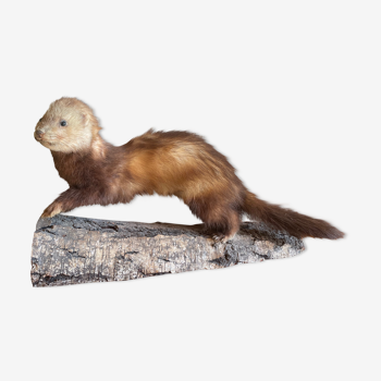 Taxidermie furet cabinet de curiosité