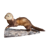 Taxidermy ferret curiosity cabinet