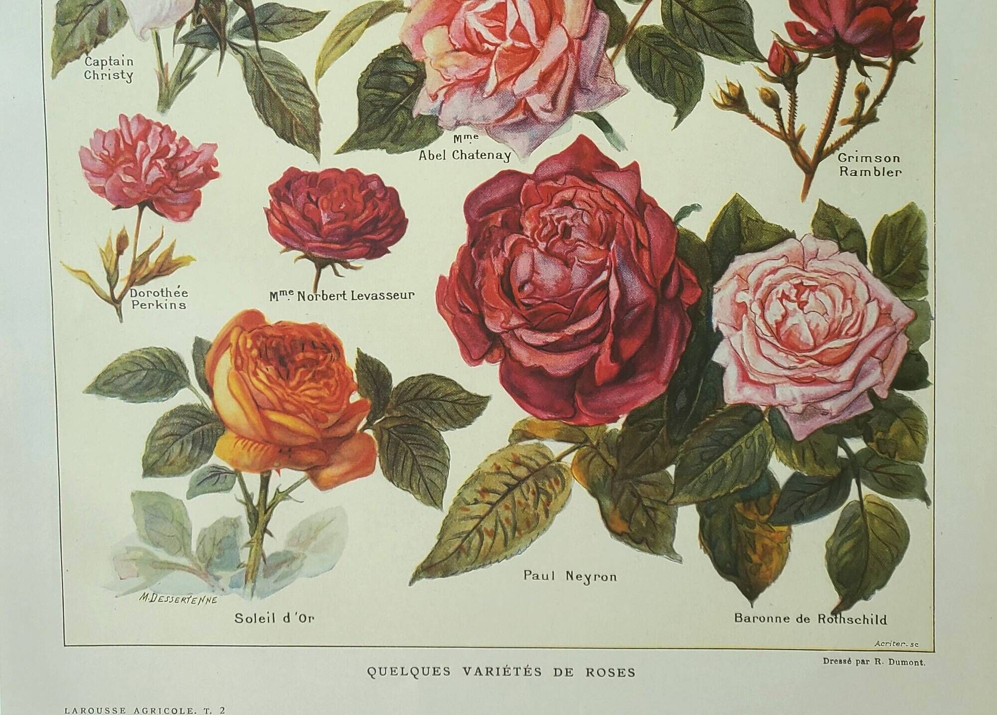 Antique engraving 1922, Roses, varieties, flowers, garden • Lithograph, original illustration