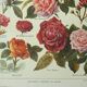 Antique engraving 1922, Roses, varieties, flowers, garden • Lithograph, original illustration