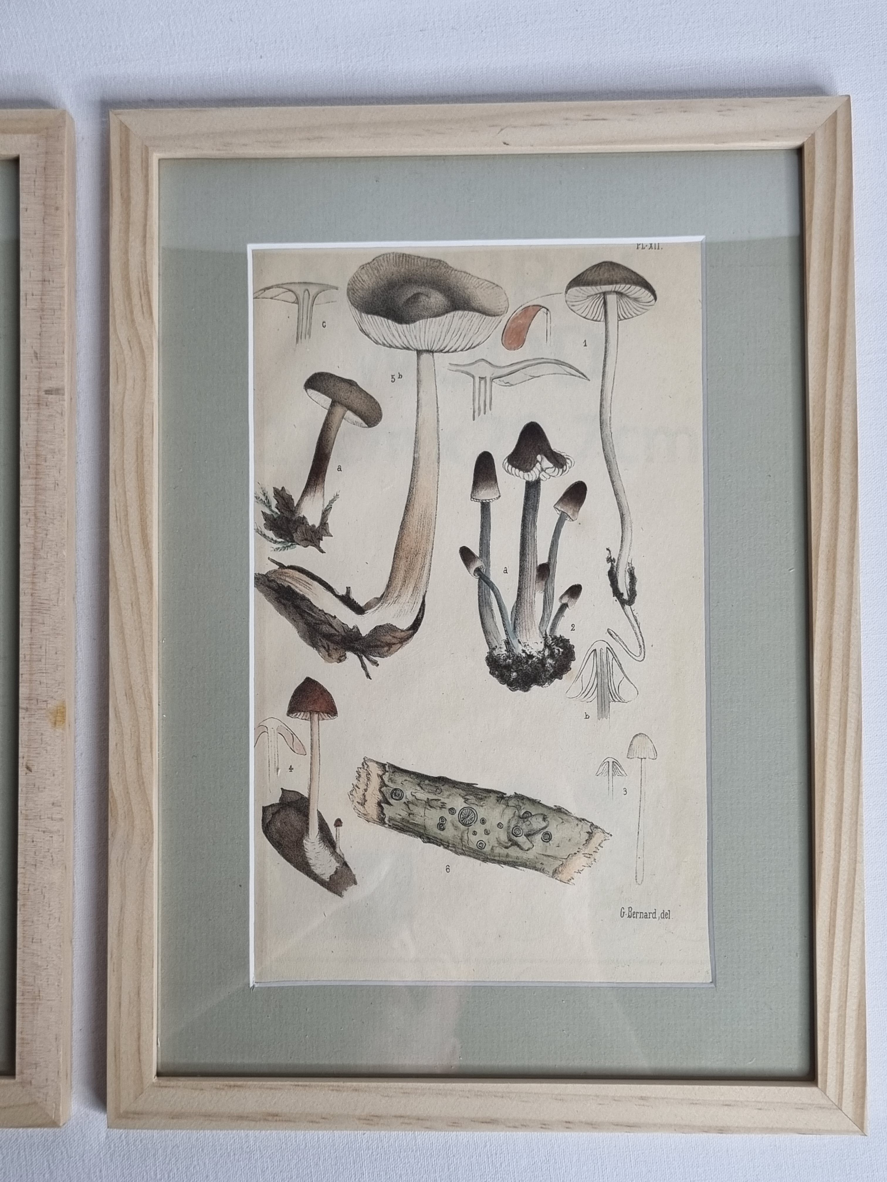 Two old engravings of watercolor mushrooms nineteenth century after G. Bernard