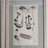 Deux anciennes gravures de champignons aquarellées XIXème siècle d'après G. Bernard