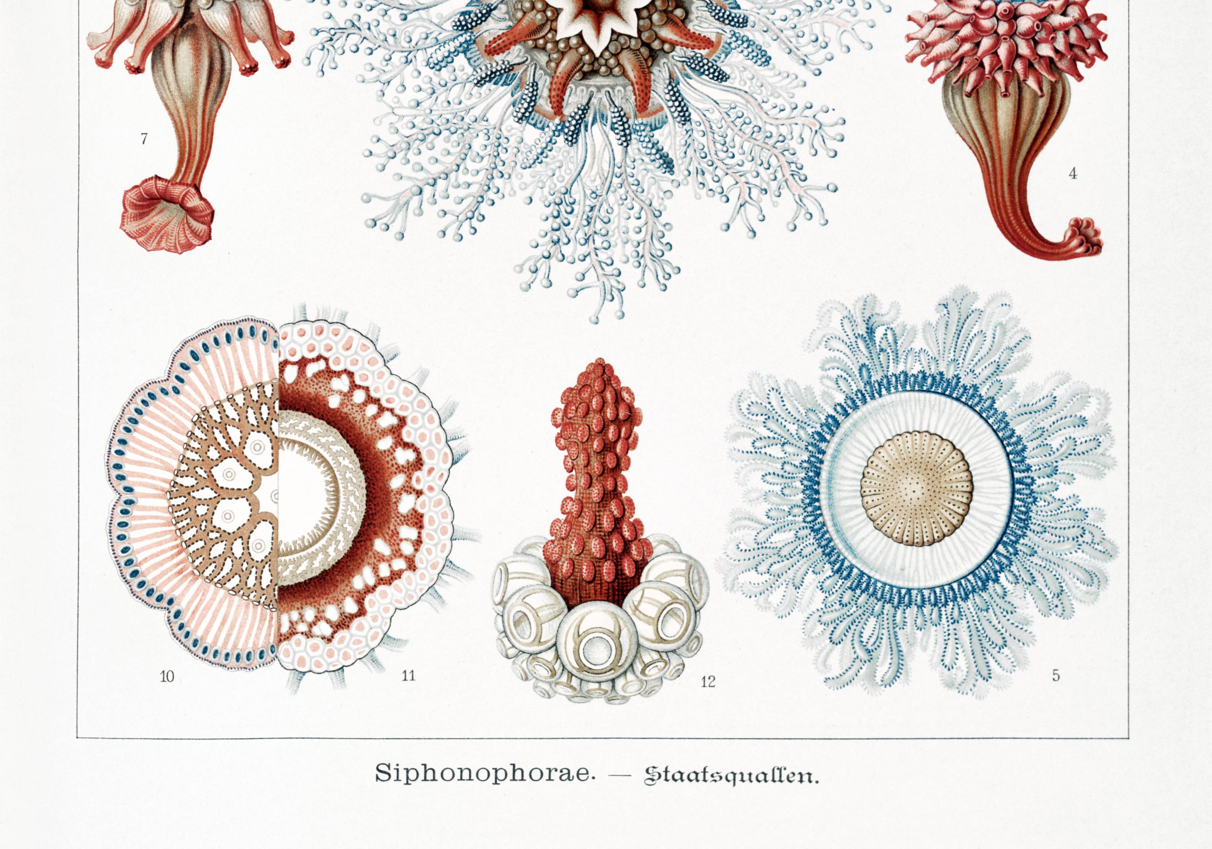 Poster about siphonophores, based on an old lithograph from 1904.