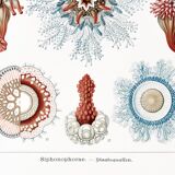 Poster about siphonophores, based on an old lithograph from 1904.
