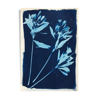 Cyanotype botanique