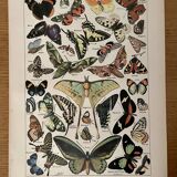 Lithograph on butterflies - 1920