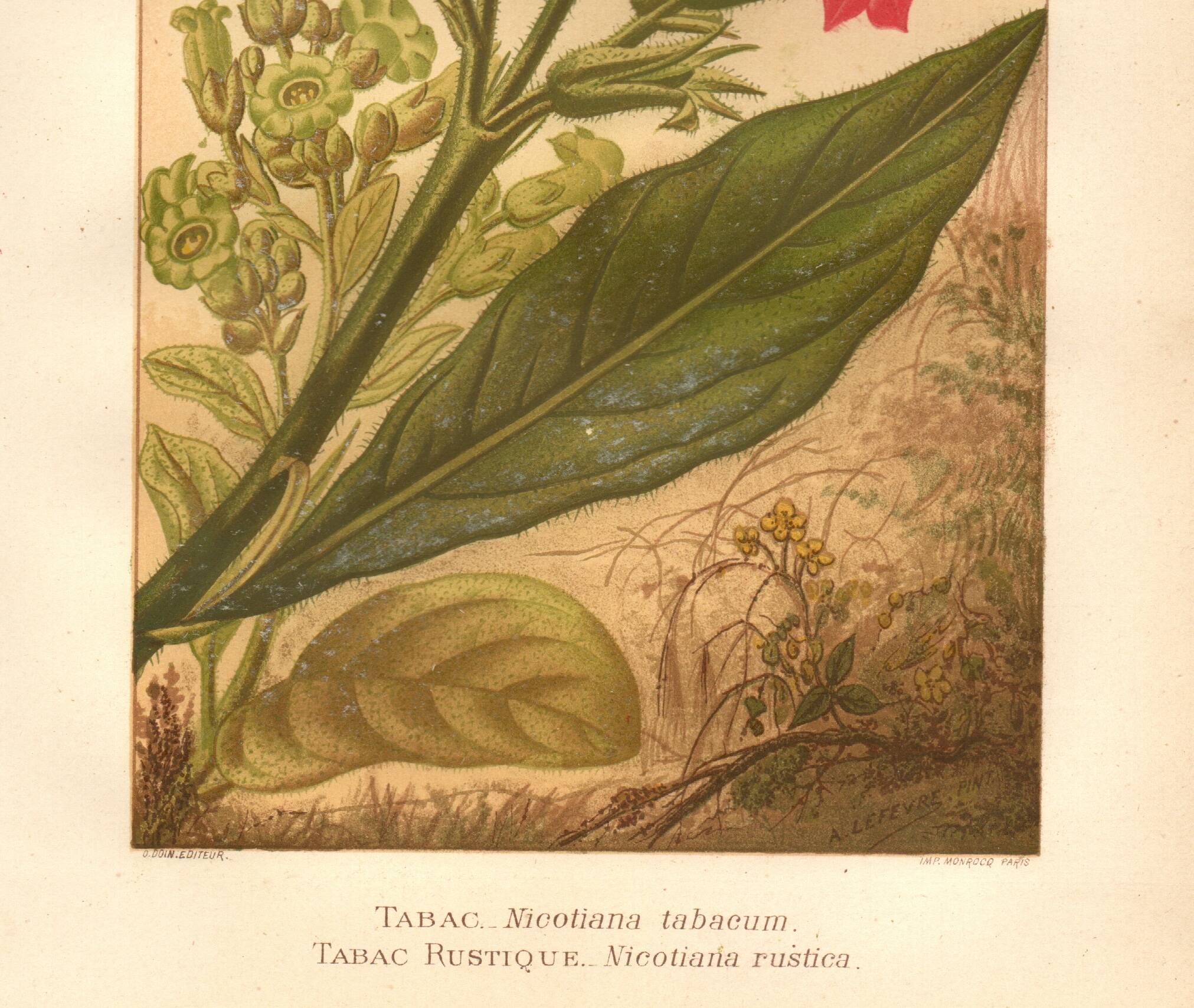 Botanical engraving from 1889 - Flowering tobacco - Lithographic flower plate