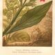 Botanical engraving from 1889 - Flowering tobacco - Lithographic flower plate