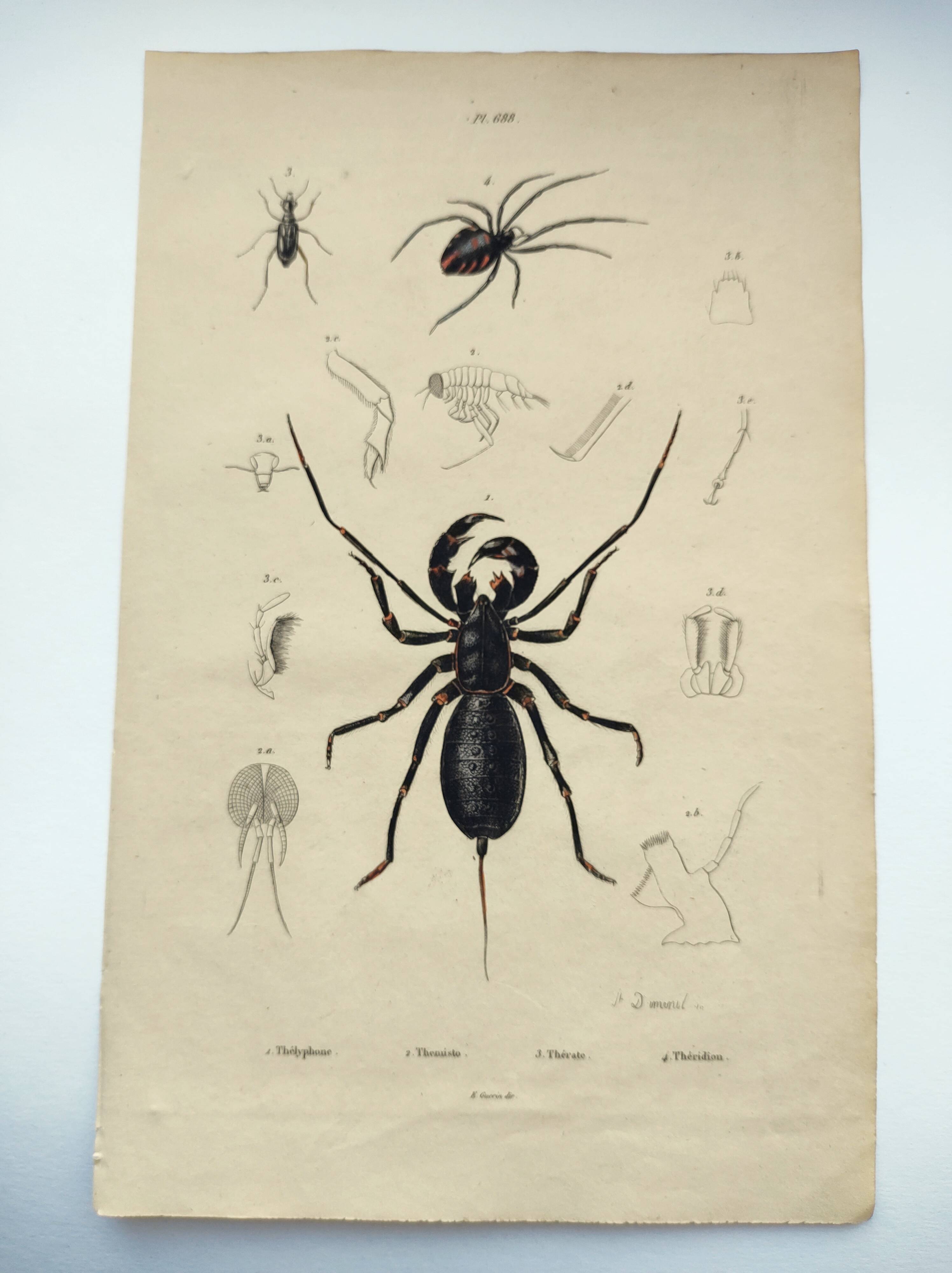Zoological Plate - Scorpion and spider - Old engraving from 1839, hand-colored