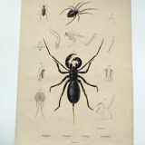 Zoological Plate - Scorpion and spider - Old engraving from 1839, hand-colored
