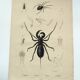 Zoological Plate - Scorpion and spider - Old engraving from 1839, hand-colored