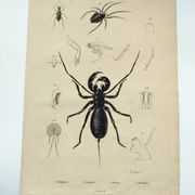 Zoological Plate - Scorpion and spider - Old engraving from 1839, hand-colored