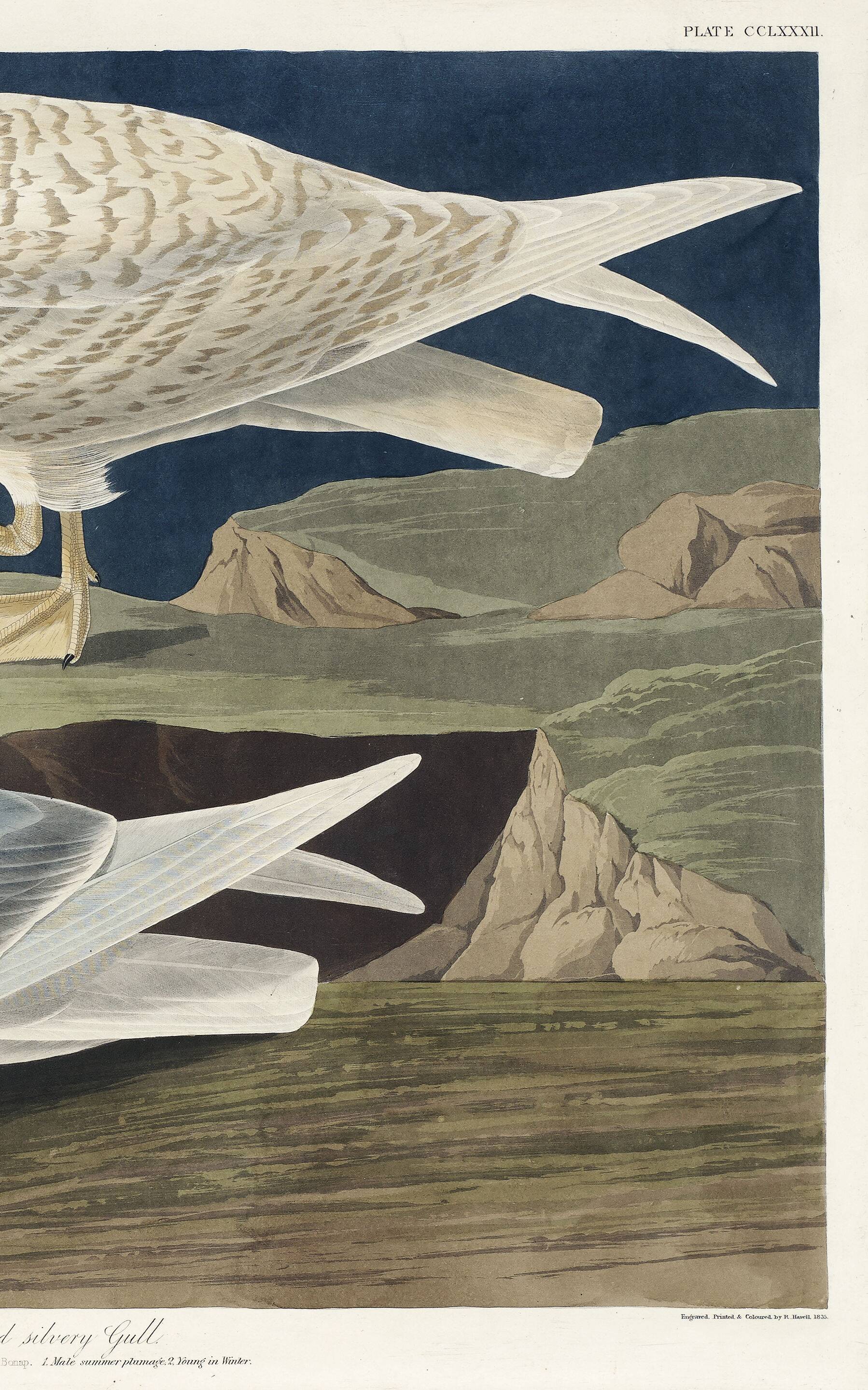 Poster about the Seagull, based on an old engraving from 1827.