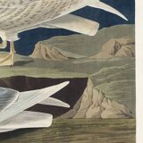 Poster about the Seagull, based on an old engraving from 1827.