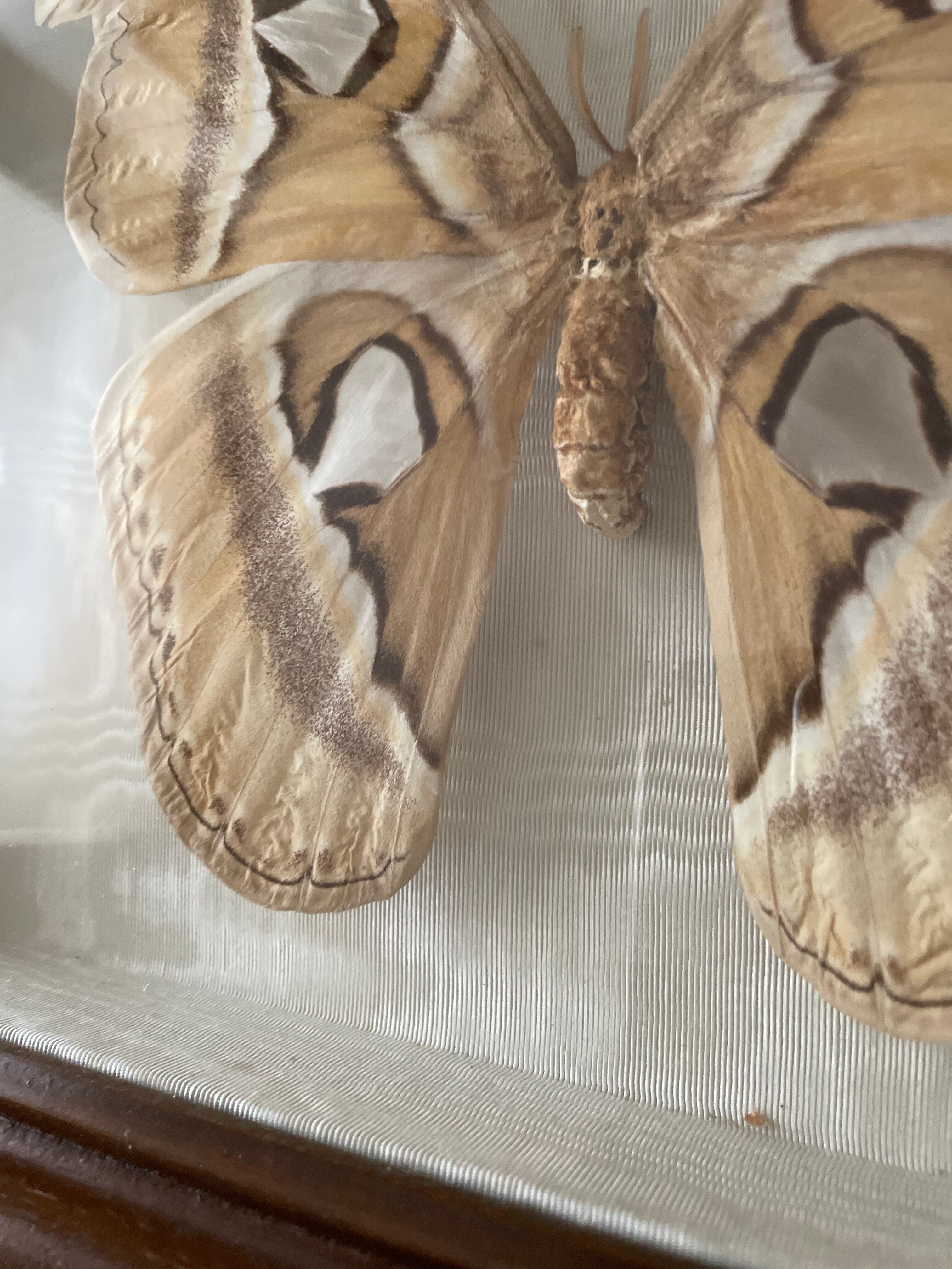 Butterfly framed Attacus Atlas