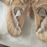 Butterfly framed Attacus Atlas