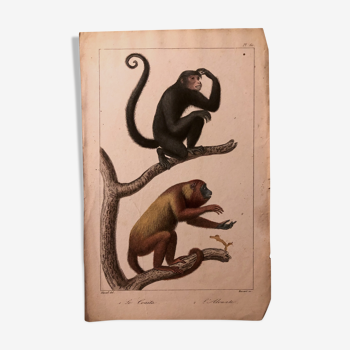 Lithographie fin 19e animaux aquarellés .