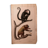 Lithograph late 19th watercolor animals.