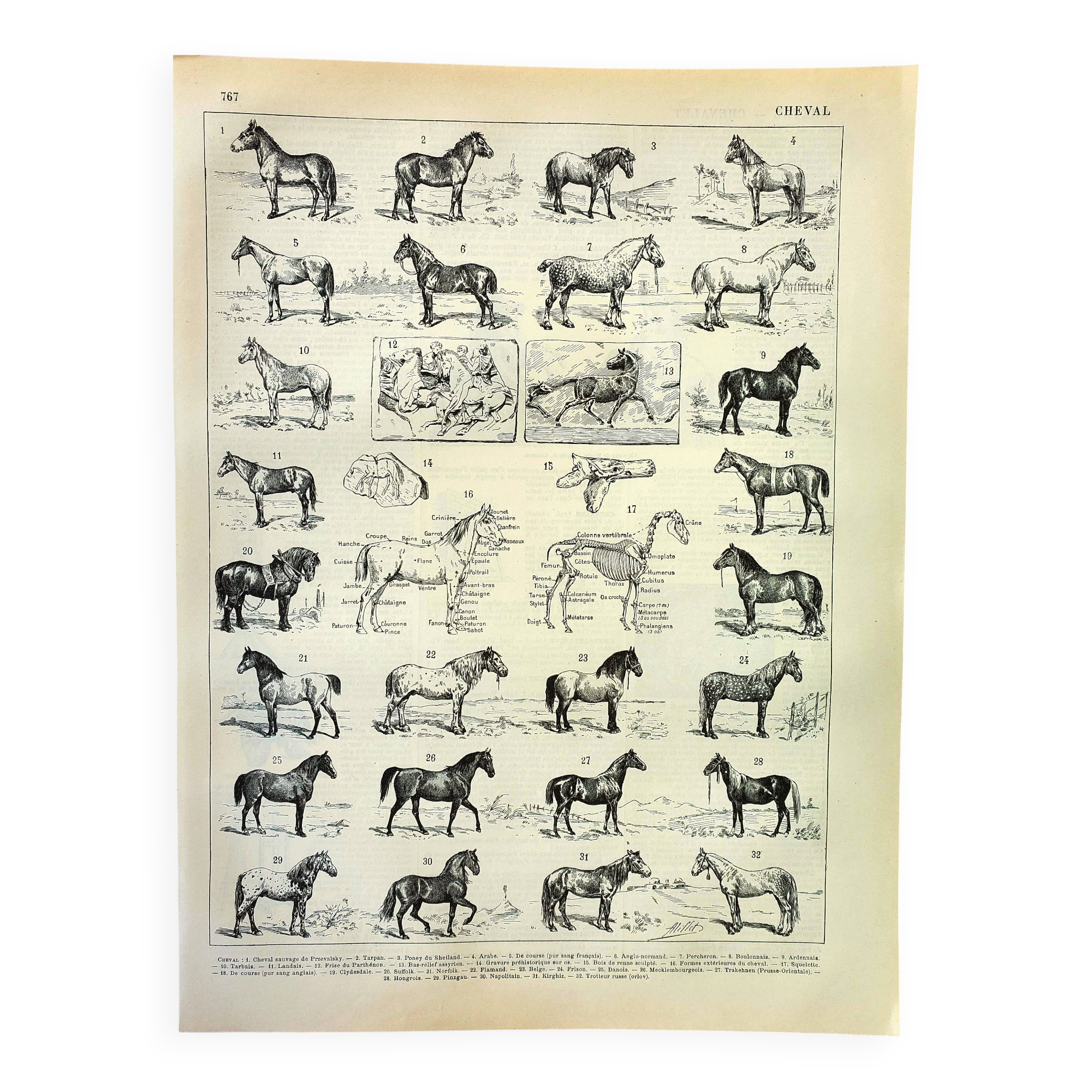 Antique engraving 1897 A. Millot - Horse, horses, breed, anatomy, race