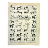 Antique engraving 1897 A. Millot - Horse, horses, breed, anatomy, race