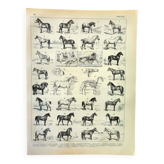 Antique engraving 1897 A. Millot - Horse, horses, breed, anatomy, race