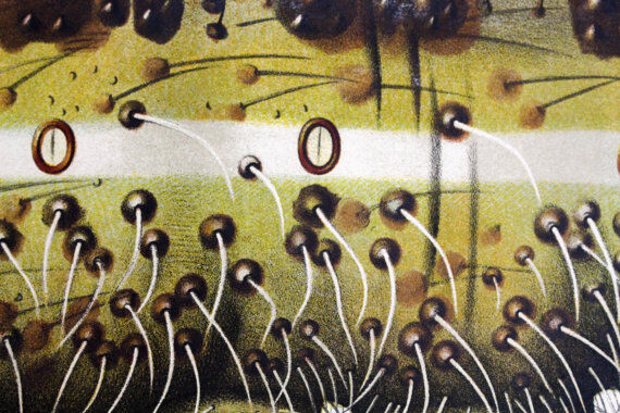 Poster alder tree by Joh. Kautsky sen und g. c. Beck for Gerold & Sohn 1879