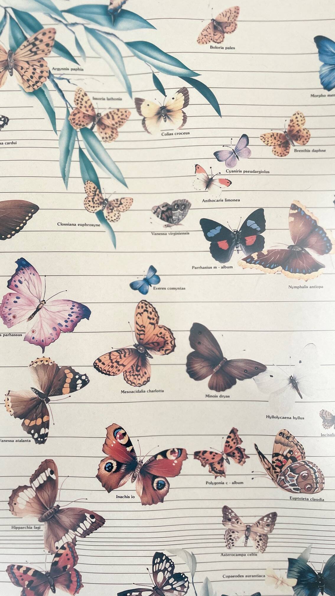 TABLEAU Display BUTTERFLY Italy Vintage