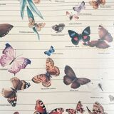 TABLEAU Display BUTTERFLY Italy Vintage