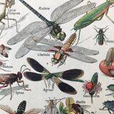 Botanical Plank Insects