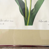 Reproduction pj redouté sous verre " tulipe cultivée"